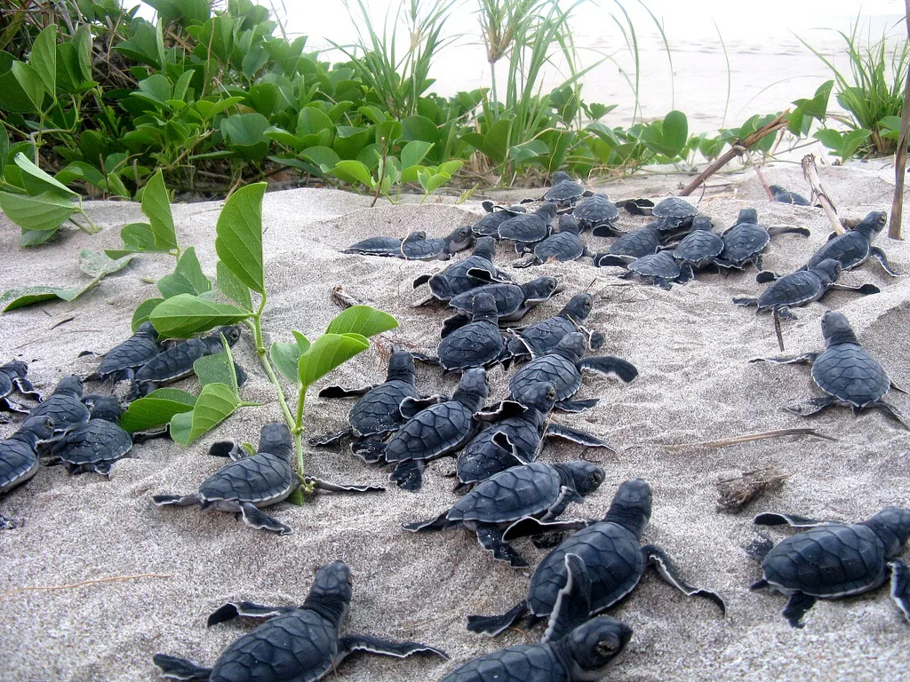 A group of baby turtles on a beach
