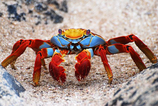 Red Crab Galapagos Budgeb