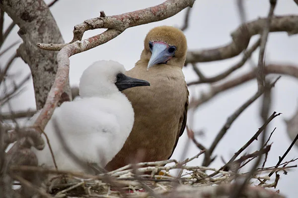 Bird and chick Galapagos budged 